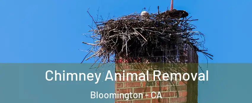  Chimney Animal Removal Bloomington - CA