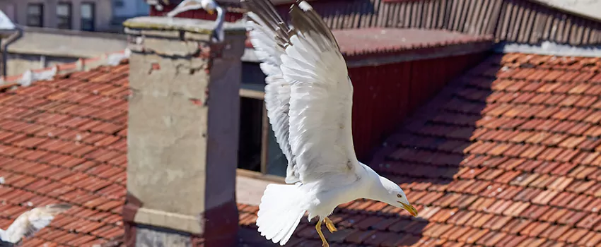 Residential Chimney Animal Removal Solution in Bloomington, CA